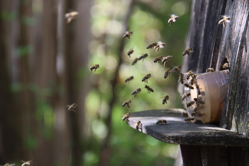 Beehive maintenance