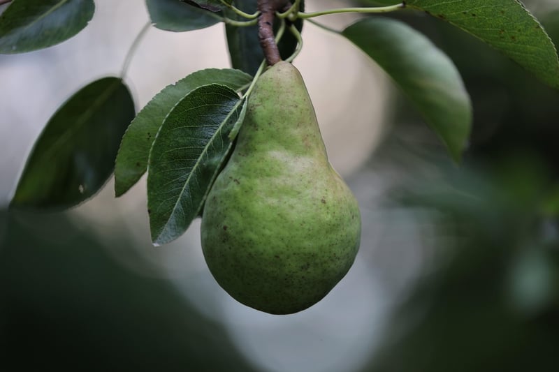 Fruit tree care