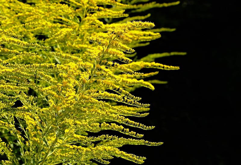 Pollinator-friendly plants